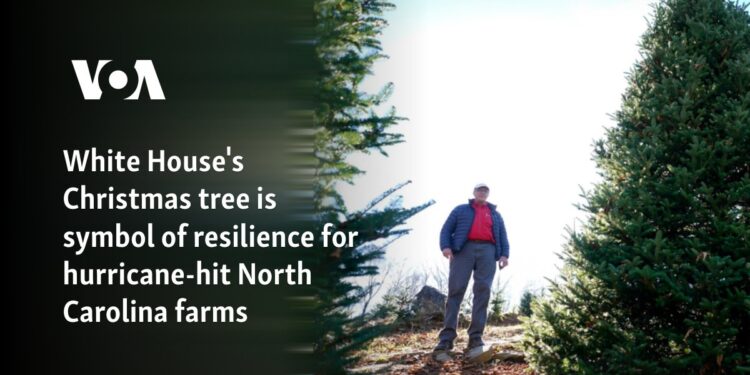 White House's Christmas tree is symbol of resilience for hurricane-hit North Carolina farms