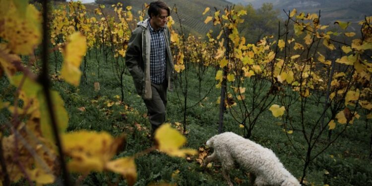 Introduced to truffle hunting at the age of five by a family friend, Carlo Marenda, 42, founded the "Save the Truffle" association in 2015 (MARCO BERTORELLO)