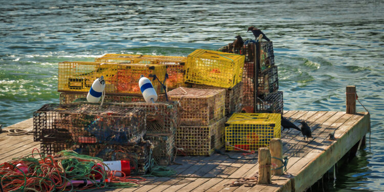 Why this Maine native is concerned about his stateâ€™s lobster fishery » Yale Climate Connections