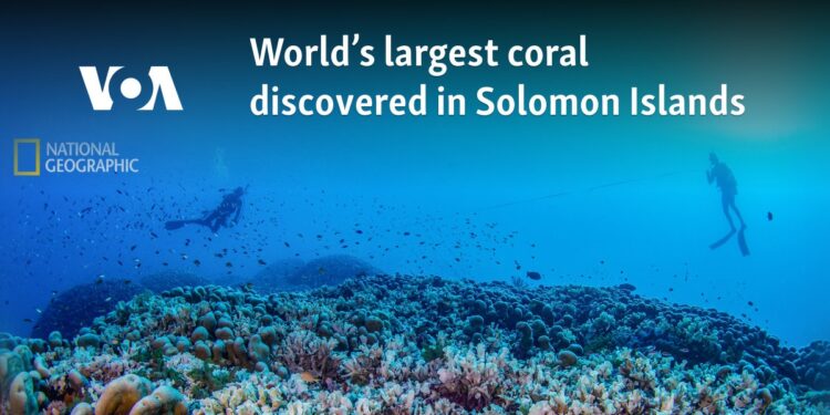 World’s largest coral discovered in Solomon Islands