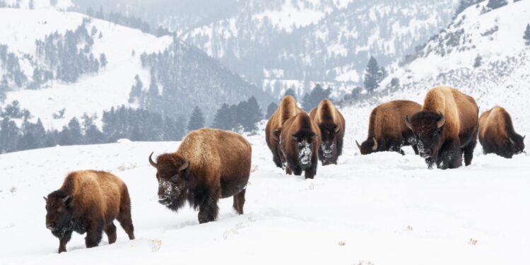 Yellowstone Plans to Remove a Record Amount of Bison This Winter