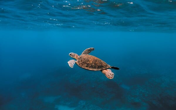 A turtle swimming underwater