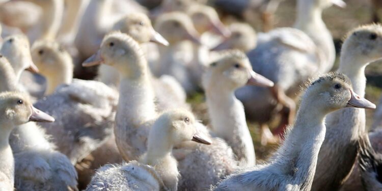 ‘Rare event’: Canada records its first human bird flu case