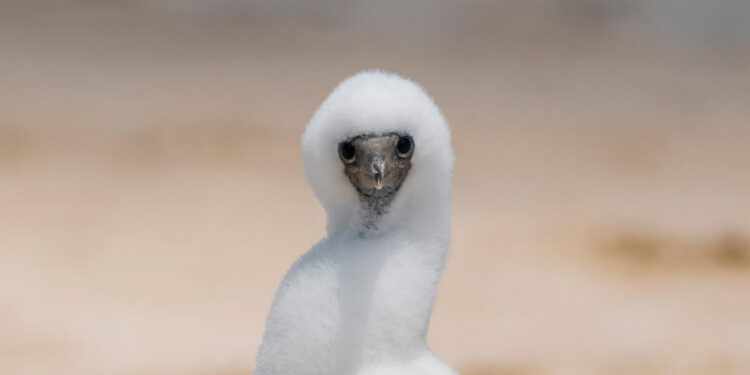 ‘Severe and potentially irreversible’: Thousands of Adele Island birds threatened by oil spill - Greenpeace Australia Pacific