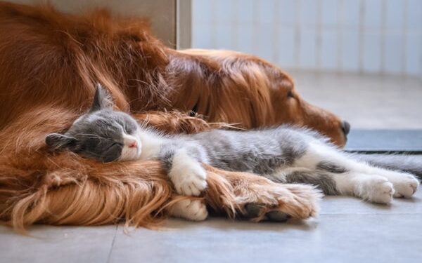 sleeping dog and kitten