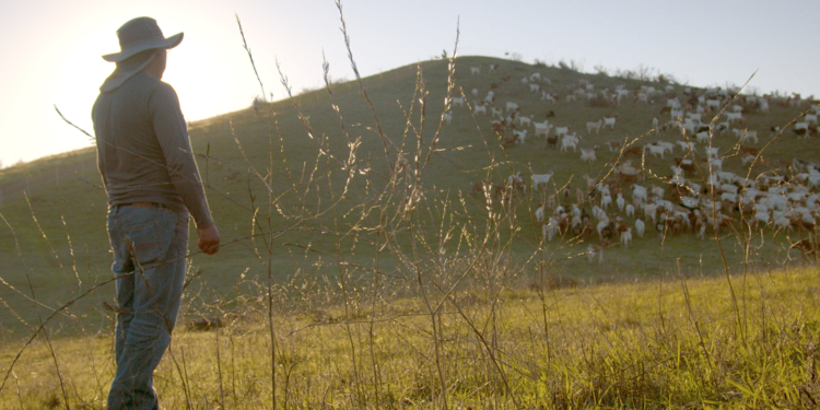 A Solitary Herder Cares for His Goats and the Bay Area Hills