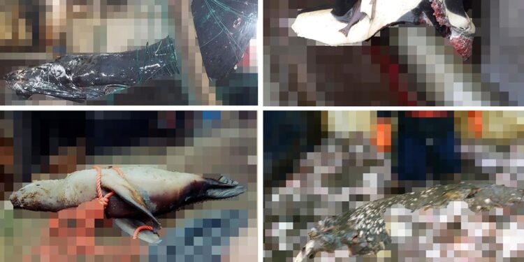 Activists sue federal government for images of dead orcas entangled by fishing boats