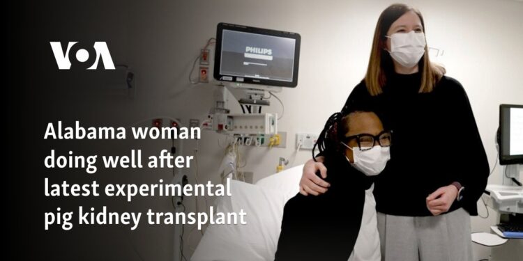 Alabama woman doing well after latest experimental pig kidney transplant