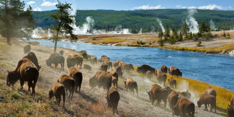 Another person has been caught being stupid around national park wildlife