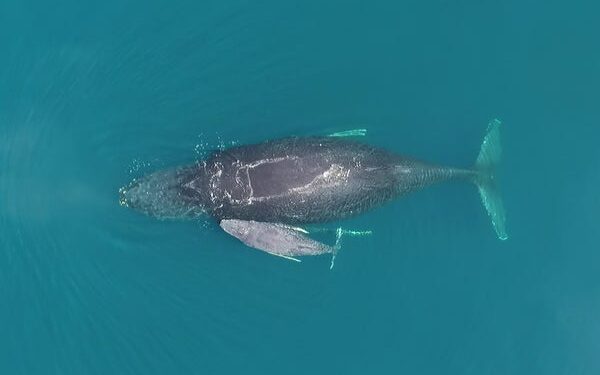 Humpback whale mother and baby