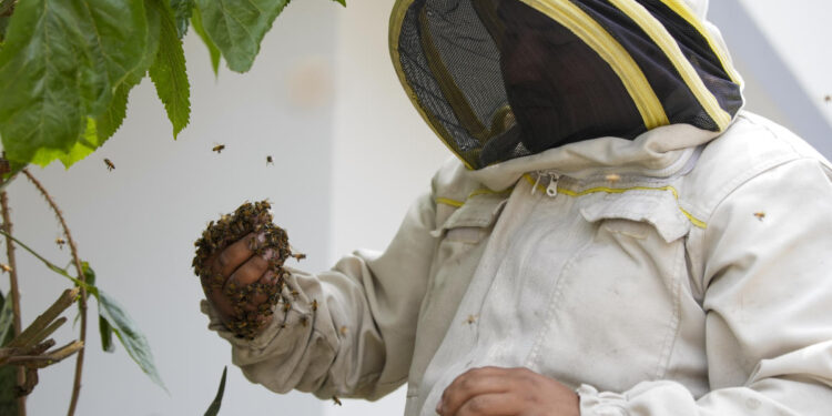 Bee 'rescuer' in Peruvian capital plies his trade with passion, free of charge