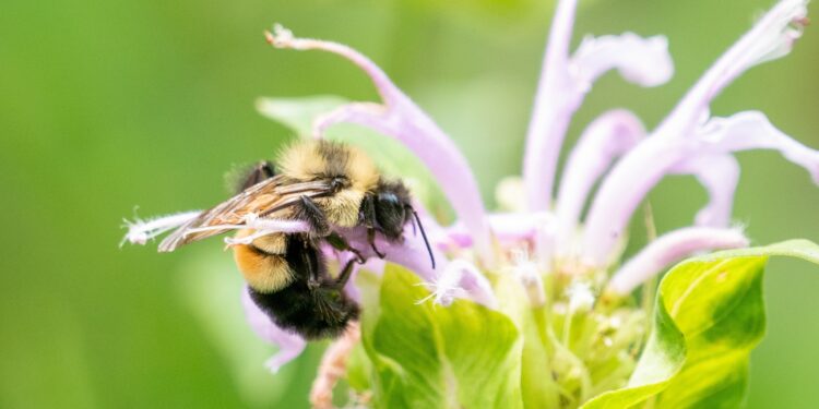 Bumblebees are disappearing before our eyes