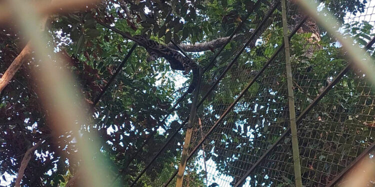 The only observed specimen of clouded leopard in Bangladesh is now living at Dulahazara Safari Park in Cox's Bazar district. Image by Fahim Zaman.