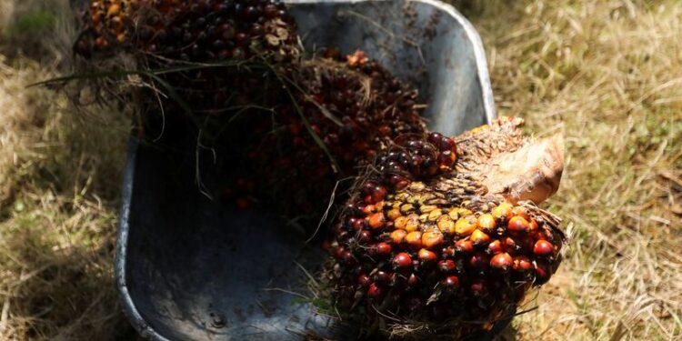 Exclusive-Heavy rains to hit Malaysian palm oil output again in December, says MPOB