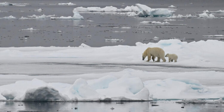 Face-to-Face with Wild Polar Bears: A Life-Changing Arctic Adventure