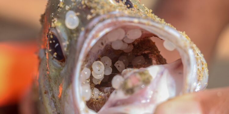 A fish with its mouth open exposing all the plastic pellets inside.