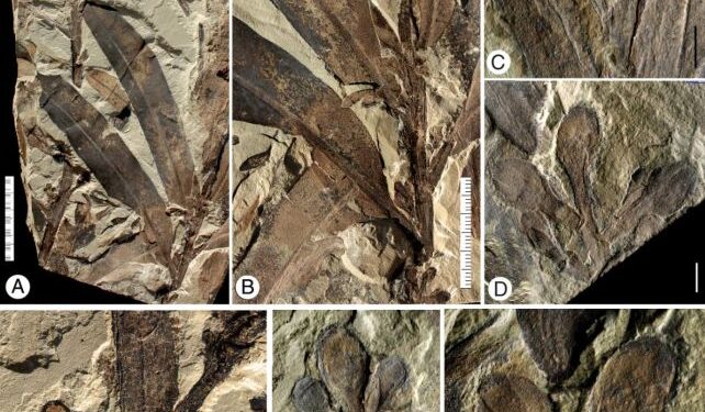 Mysterious 'Alien Plant' Fossil Is Even Weirder Than We Thought It Was