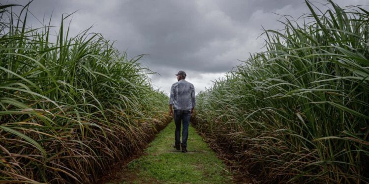 A farmer checking the quality of sugar cane plants