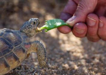 The Tortoise Research and Captive Rearing Site raises vulnerable tortoises.