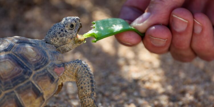 The Tortoise Research and Captive Rearing Site raises vulnerable tortoises.