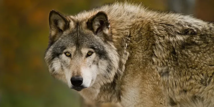 Once the region's apex predator, gray wolves were nearly hunted to extinction during the 19th and early 20th century (Image credit: Getty)