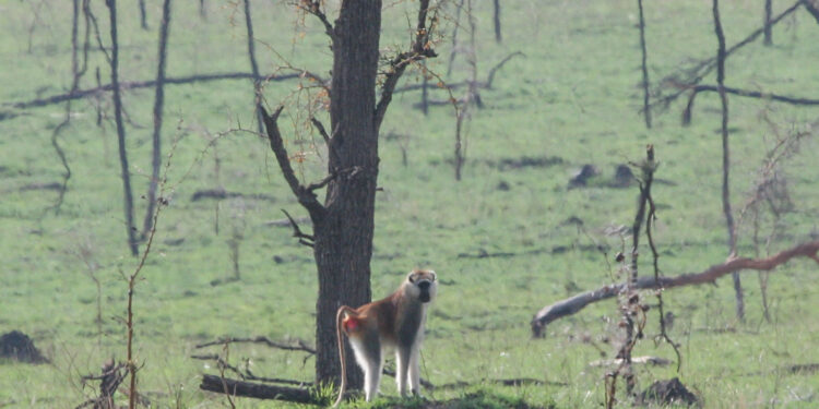 Southern patas monkey (Erythrocebus baumstarki) in Tanzania's Grumeti Game Reserve. Image courtesy Claire Lewis.