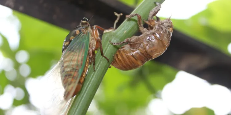 Avoid swatting at hornets, which can make them go into attack mode (Image credit: Getty Images)