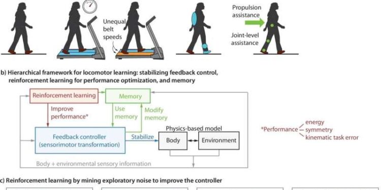 How humans continuously adapt while walking stably