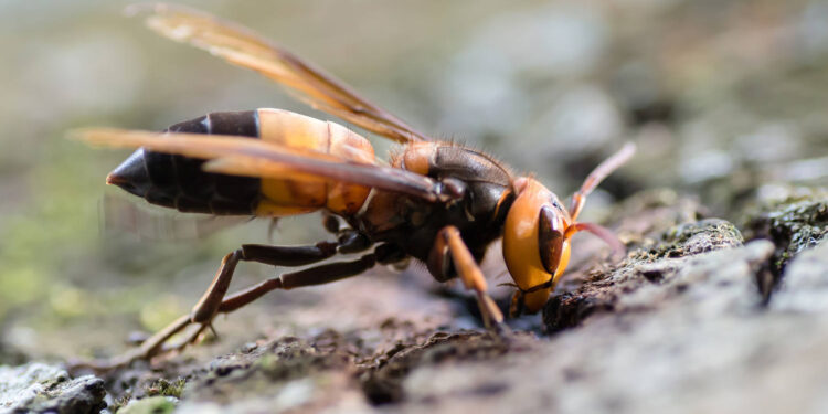 Invasive 'murder hornets' found in Europe for the first time