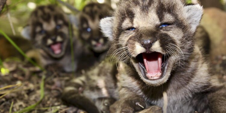 A den of mountain lion kittens found in 2020 in the Santa Monica Mountains.