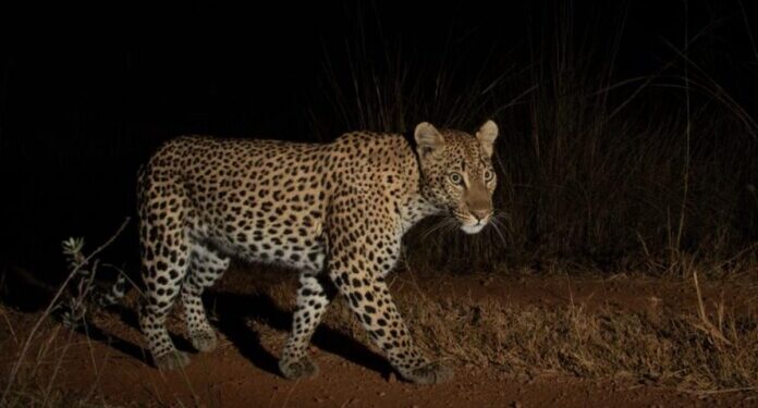 A remote DSLR camera trap image of a sub-adult female leopard – Credit: Ross de Bruin/Panthera