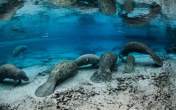 Florida manatees increased with human presence in Florida. Credit: Carol Grant, USFWS