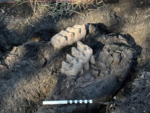 two big mastodon teeth in the dirt.