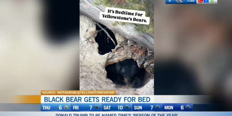 Morning Smile: Black Bear Gets Ready for Bed