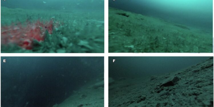 eight pictures of lake enigma. the first four show underwater views of the microbial mats - blurry grey-green goop on the lake floor. the last to pics show the barren, icy surface of lake enigma.