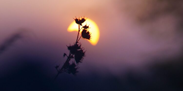 thistle or similar plant in silhouette against hemispherical portion of evening sun visible within dark or overcast evening light