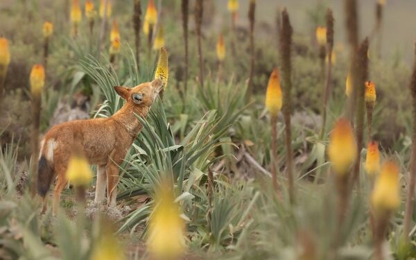 Photo of an Ethiopian wolf standing amongst flowering Ethiopian red hot poker plants while feeding on the nectar of one of the flowers