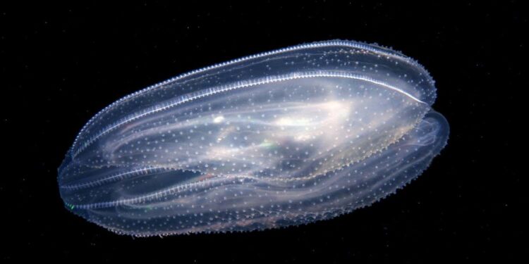 New forms of animals made by fusing several comb jellies together