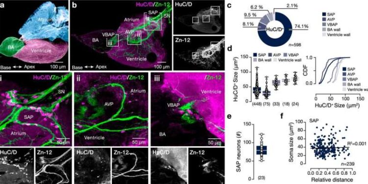 New research shows that the heart has a mini-brain—its own nervous system that controls the heartbeat