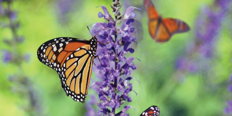 Oregon's new projects give butterflies a boost