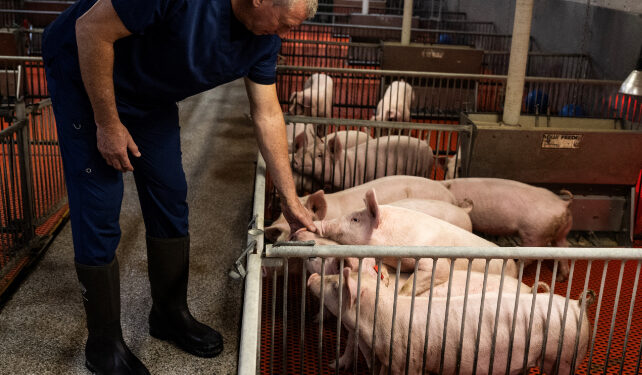 dave ayares with pigs at revivicor