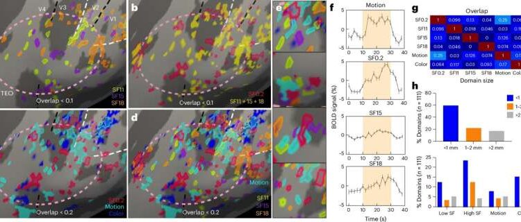 A detailed map of the primate foveolar cortex created with high-resolution imaging