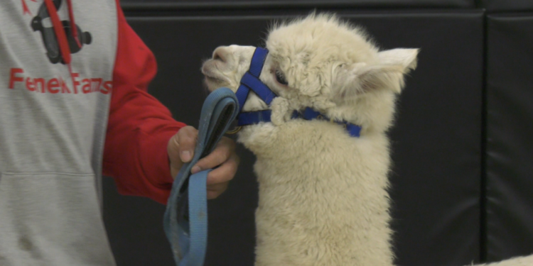 School principal kisses alpaca for a good cause