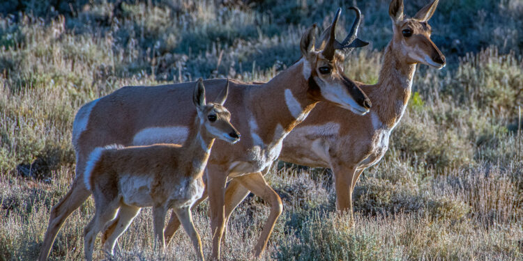 Sci-fi odyssey of the pronghorn migration