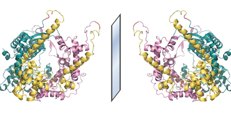 illustration showing the coiled colourful structure of an enzyme reflected on either side of a mirror in the center.