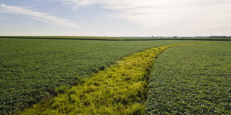 Strips of prairie alongside crops can save the soil