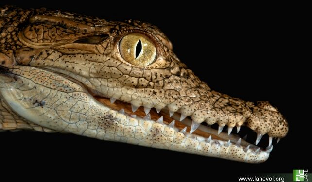 Small crocodile face