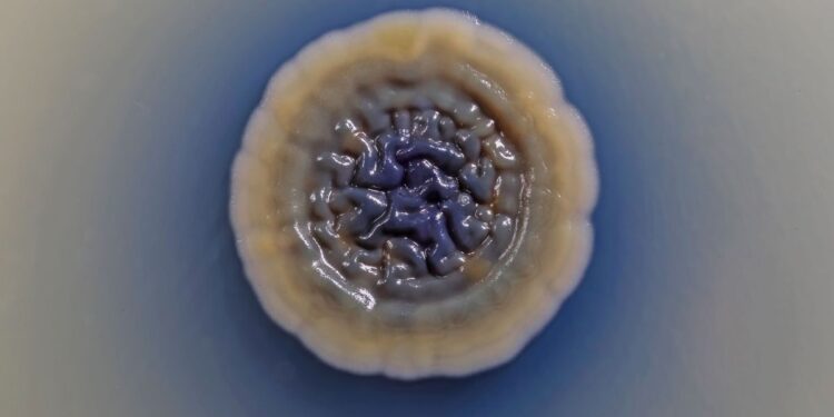 Image of a Streptomyces colony (white) producing the blue antibiotic actinorhodin, which seeps into the surrounding media.