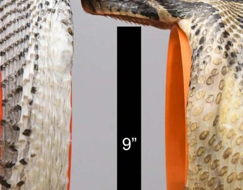 Burmese python with the largest gape diameter measured from a previous study on the right (22 cm or 8.7in) and one of three specimens on the left with a gape diameter of 26 cm (10.2 in) that was measured in the more recent study.Composite: Bruce Jayne/University of Cincinnati