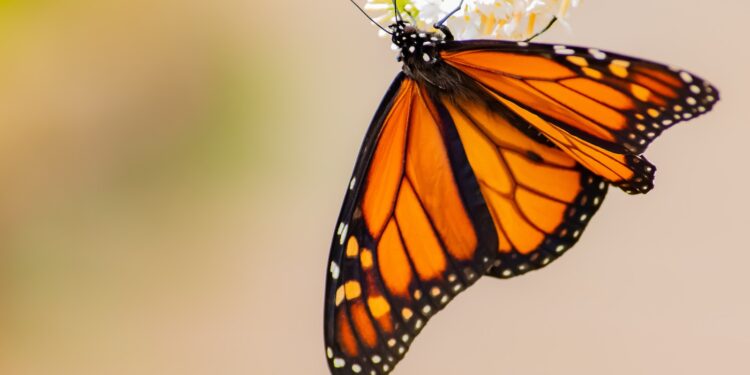 The monarch butterfly and the Endangered Species Act